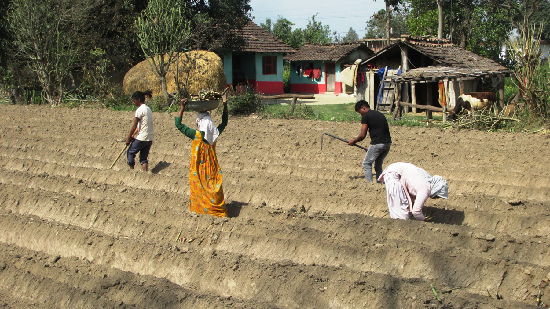 ट्रेन्च प्रविधिबाट खेतमा उखु रोप्दै किसान